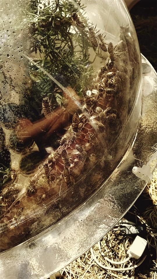 Vista ravvicinata di una sfera contenente una particolare specie di api. Foto: Sebastian Di Guard